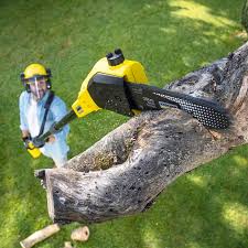 Best Grass Overseeding  in Nissequogue, NY